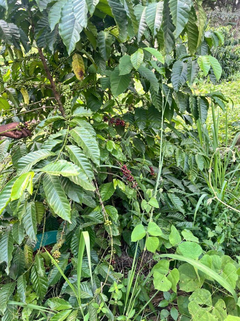 Coffee plant with ripening red and green cherries