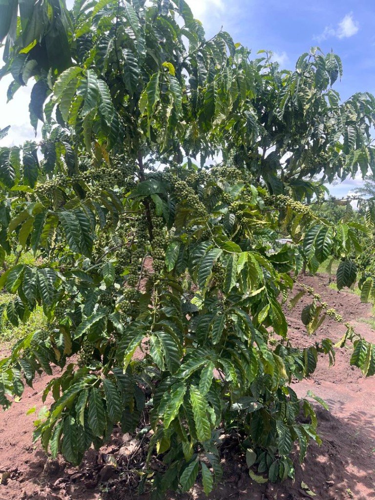 Mature coffee tree heavy with green berries